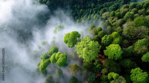 Aerial View of Lush Green Forest Surrounded by Misty Fog in a Serene Nature Landscape