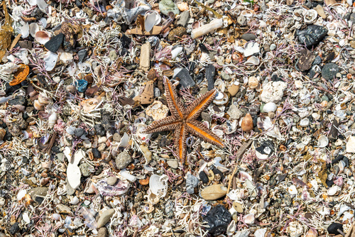 春の海岸での出会い