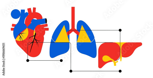 Abstract human internal organs showing heart lungs liver with connection nodes flat vector representing biological science network