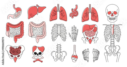 Human anatomy set with internal organs skeleton skull and bones outlined with red highlights