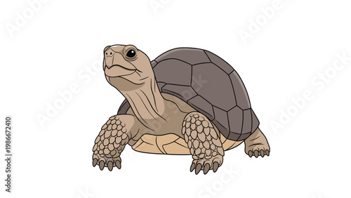 Sturdy brown tortoise with a textured shell and scaly skin stands firmly on all fours in a detailed and realistic animal illustration.