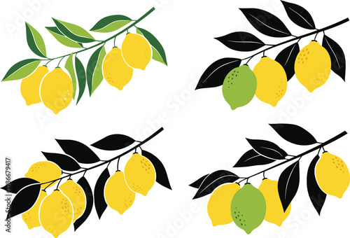 Lemon branches with yellow and green fruits and black leaves.