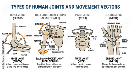 Types of Human Joints and Movement Vectors Infographic