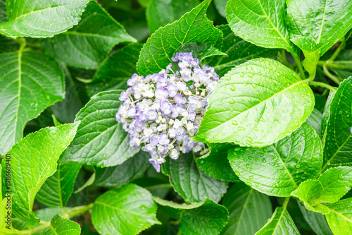 雨に濡れたあじさい
