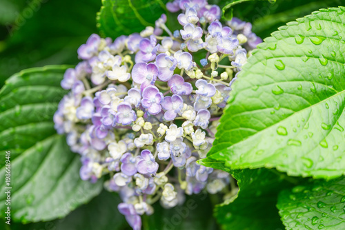 雨に濡れたあじさい