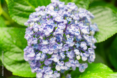 雨に濡れたあじさい