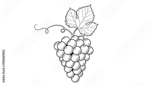Detailed line drawing of a bunch of grapes with a leaf and curling vine for wine production food illustration and harvest concepts.