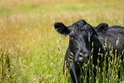 Australian wagyu cows grazing in a field on pasture. close up of a black angus cow eating grass in a paddock in springtime in australia
