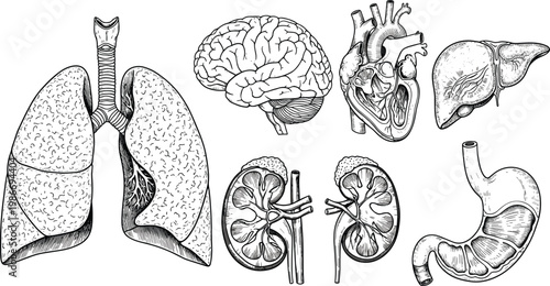 Human Organs Anatomy Vector Illustration Set with Lungs Brain Heart Liver Kidneys and Stomach Medical Engraving Collection