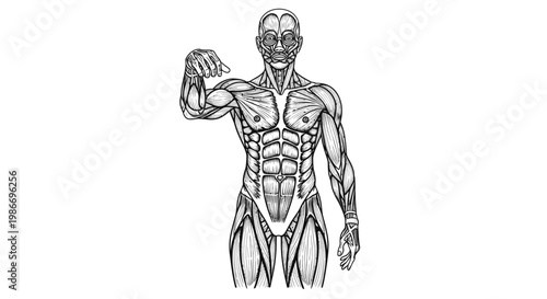 Muscular man anatomy illustration flexing arm.
