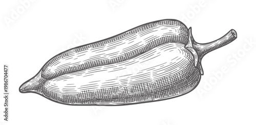 Vintage engraving of a single bell pepper white vegetable food