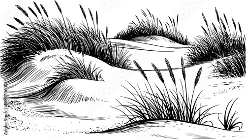 Black and white ink of windswept sand dunes with tall grasses, coastal landscape