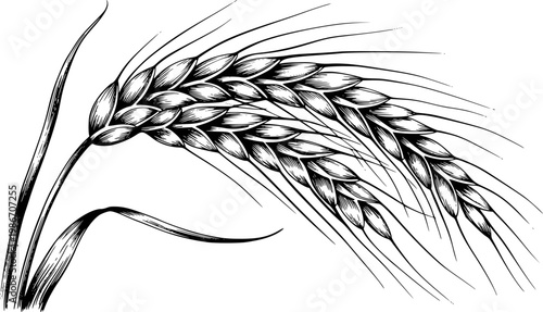 Detailed black and white of wheat stalks with grains white background agriculture