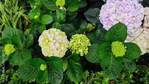 green and yellow flowers