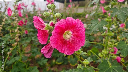 Bright Flower Garden Scene – Natural Blooming Beauty