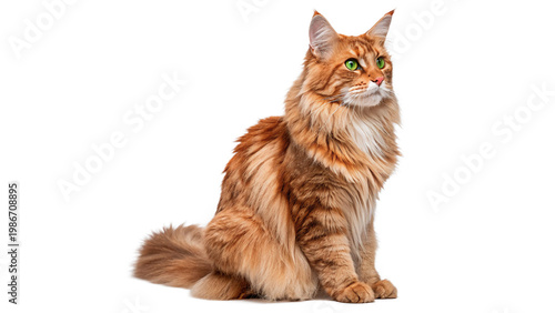 Large orange cat with green eyes sits  isolated on transparent background cut out