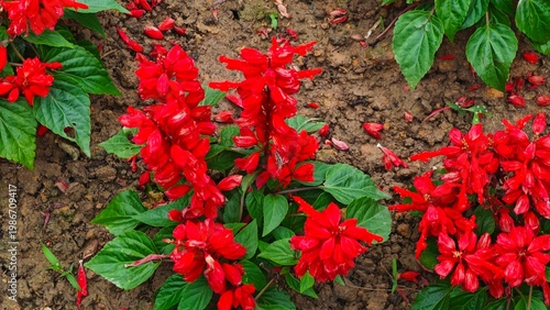 red and green leaves