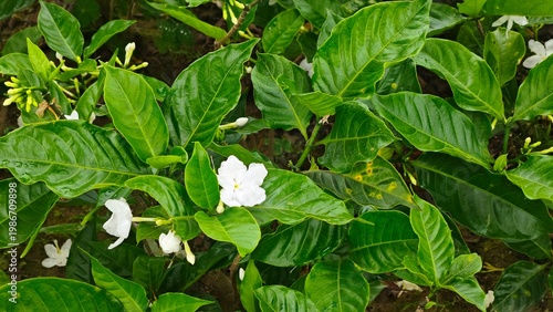 lily of the valley in the forest
