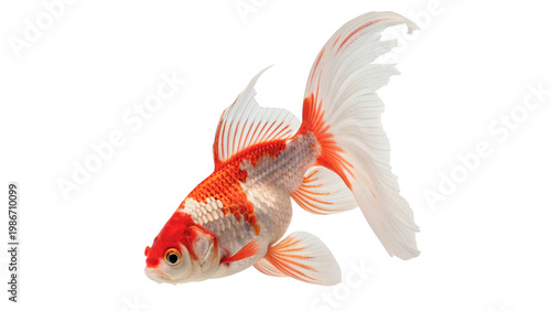 Goldfish swims isolated on transparent background cut out