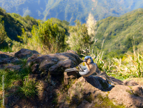 Chaffinch Fringilla coelebs maderensis on rock. wildlife hiking trail PR14 (Madeira, Portugal)