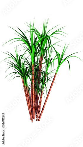 Dense Bundle of Sugarcane Stalks with Vibrant Foliage