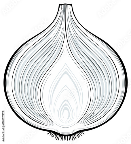 Detailed illustration of a halved onion showing layers and root structure