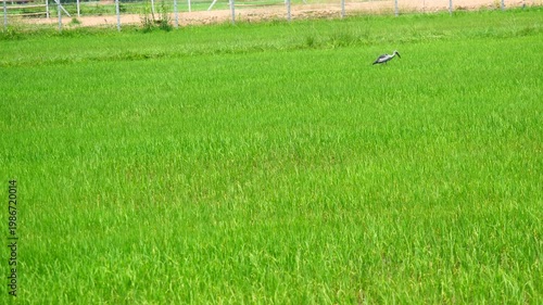 Asian openbill stork bird walking  in green rice plant field in water on dirt land, Cereal crop in tropical, Rural in Thailand