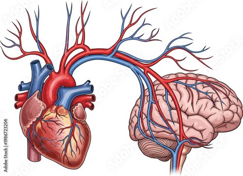 Anatomy of the human brain showing blood vessels and neural pathways isolated on transparent background