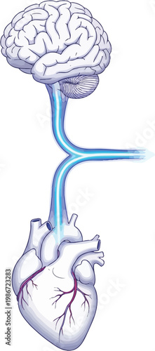 Illustration of arterial blood vessels showing the main arteries in the human body isolated on transparent background