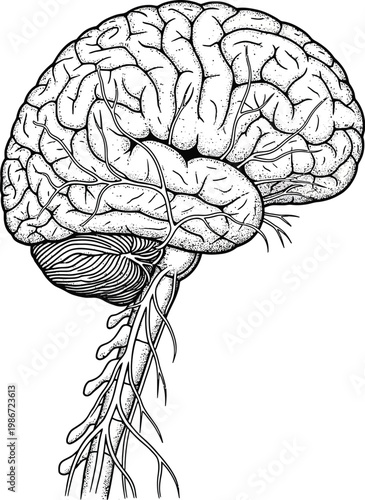 Detailed anatomical illustration of the human brain and brainstem isolated on transparent background