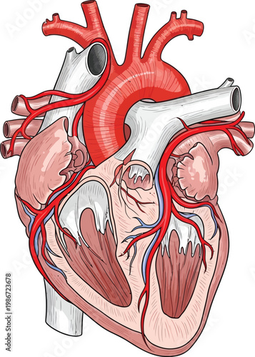 Diagram of the human heart showing blood flow and major vessels isolated on transparent background