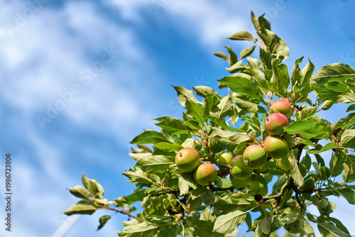 Agriculture, tree and apples with growth in nature for food production, development and cultivation. Low angle, orchard farming and organic fruit in countryside for natural produce, pomology or space