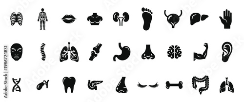 Human body organs and anatomy silhouette icons set featuring rib cage lungs brain skeleton stomach heart kidney liver eyes and spine for medical healthcare education infographics design