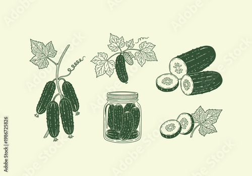 Cucumbers set including whole vegetable slices leaves and jar of pickles vintage botanical hand drawn illustration for farm market packaging food labels and organic gardening concept art.