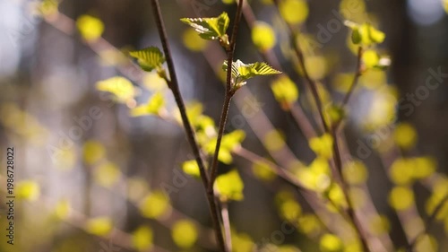 Close-up of green leaves and flowers blooming on trees in spring. Sunny day in the wild forest.