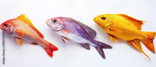 Goldfish Swimming in Glass Aquarium on White Background, Orange and Golden Freshwater Pet Fish Underwater with Aquatic Details and Isolated Animal Concept