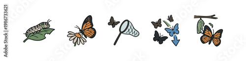 Butterfly Life Cycle Icons: Caterpillar, Daisy, Butterfly Net, Butterflies, Chrysalis