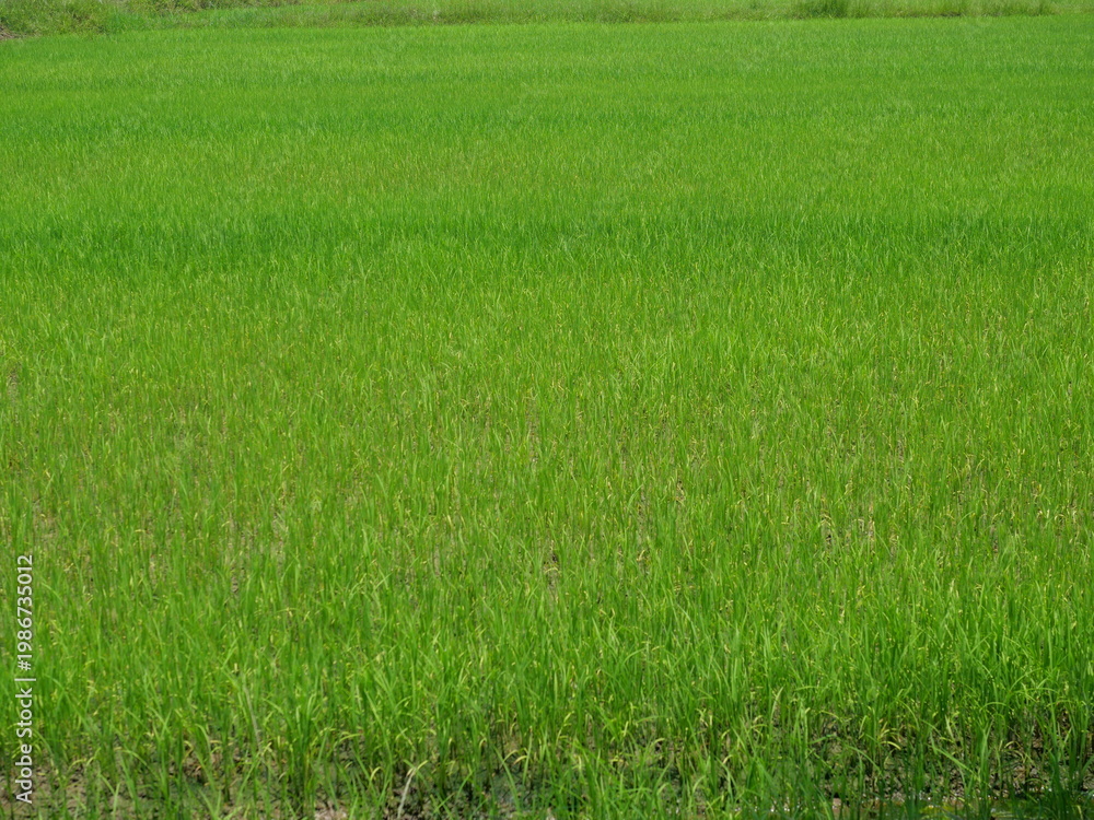Fototapeta premium Aerial view of the green rice plant field in water on dirt land, Cereal crop in tropical, Rural in Thailand