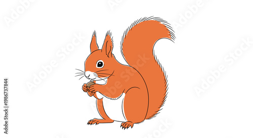 Red squirrel sits on its hind legs while holding a small nut between its paws against a plain white background.