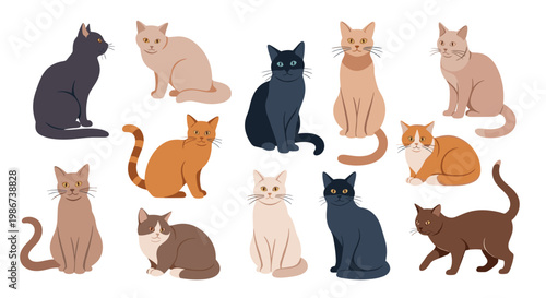 Collection of various cat breeds in different poses including sitting and walking with a range of fur colors on a plain white background.