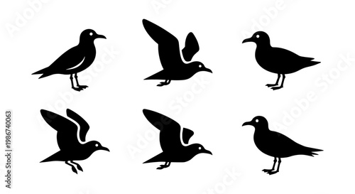 Minimalist seagull silhouette icons, black sea bird vector set, flying and standing coastal gulls, nautical wildlife illustrations for logo design