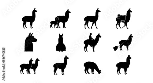 Llama silhouette vector set, 12 alpaca icons in black profile, South American camelid animal collection for logos and farm branding