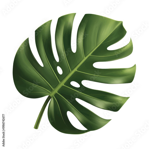 Close-up of a single Monstera leaf with glossy split green foliage.