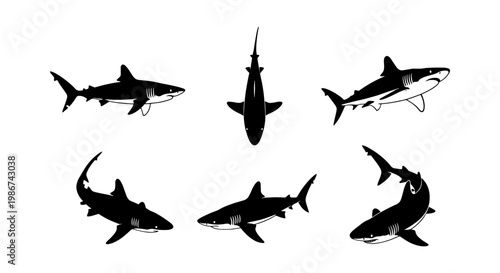 Shark silhouette vector collection, set of 6 predatory great white shark icons, black and white marine life illustrations for logo design and branding