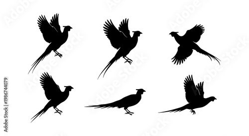 Pheasant silhouette vector collection, set of 6 flying game bird icons, black wild pheasant hunting graphics isolated on white background