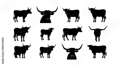 Bull and cow silhouettes set, 12 cattle animal vector icons, black longhorn and ox livestock shapes, farm animal profile graphics