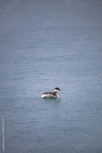 Black-necked grebe (Podiceps nigricollis) swimming on the beach on a rainy day in Istanbul. Ornithology. Bird, animal concept. Grebe during spring migration.