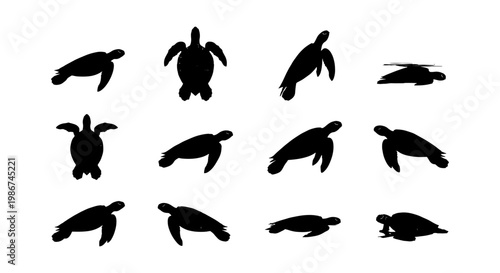 Foto Sea turtle silhouette collection, 12 aquatic animal vector icons, black marine r
