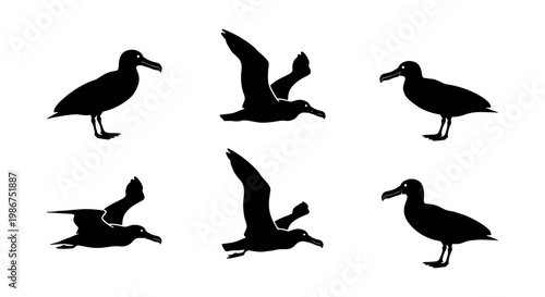 Black albatross silhouette collection, set of 6 flying and standing sea bird vectors, minimalist oceanic wildlife icons for nature design