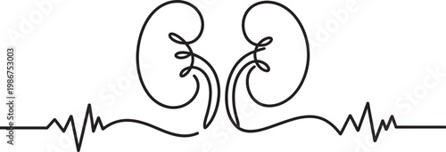Human kidneys continuous line drawing with heartbeat pulse for urology health and medical concepts